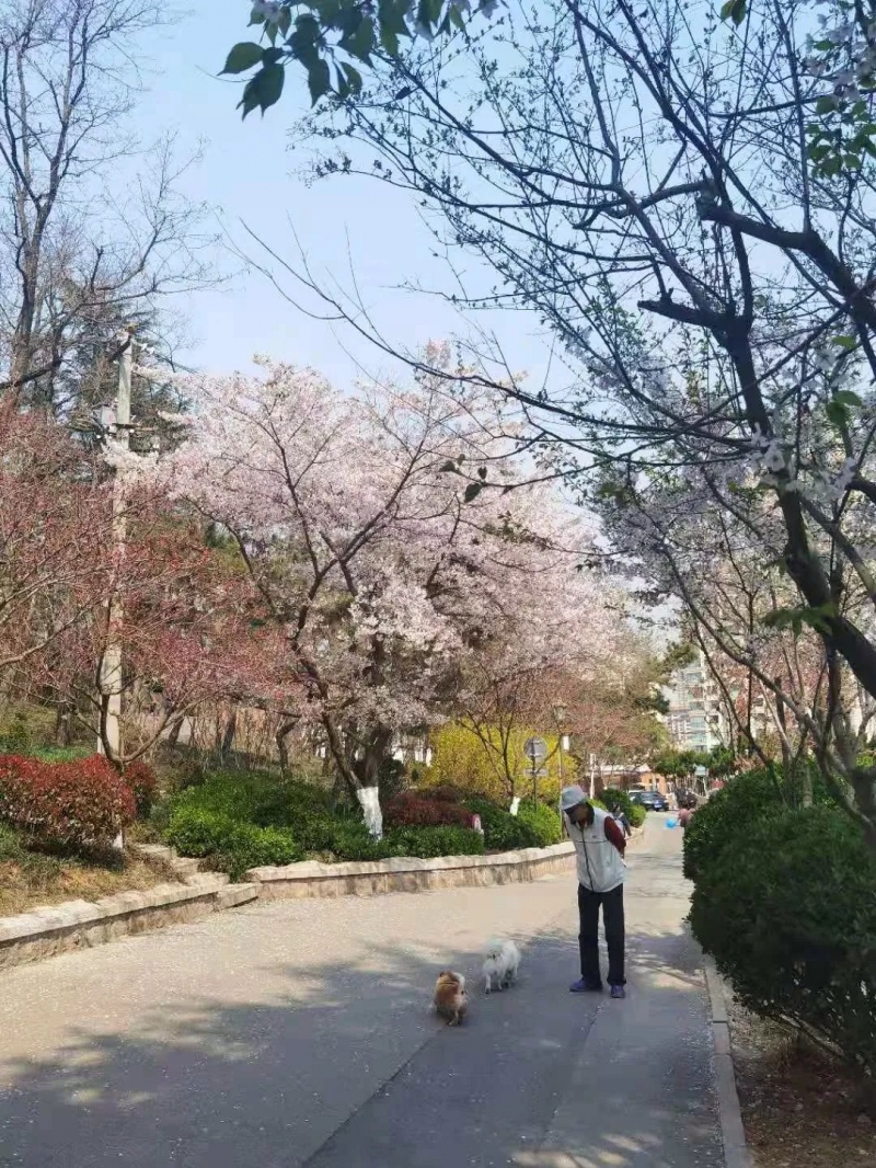 居家留学仿佛上了个假学